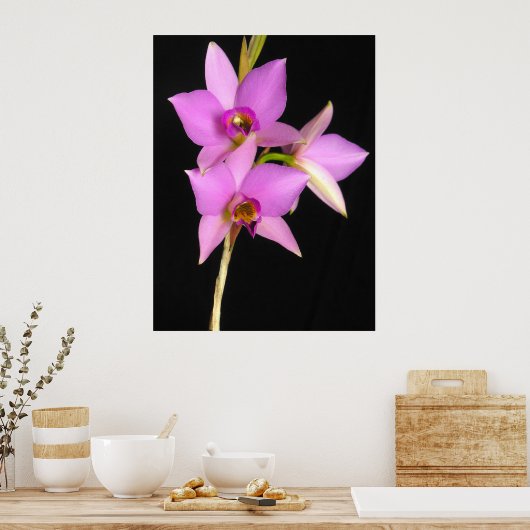 Laelia Anceps Poster (Küche)