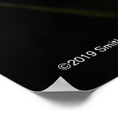 Laelia Anceps Poster (Ecke)