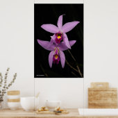 Laelia Anceps Poster (Küche)