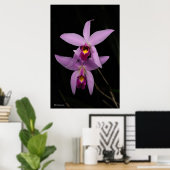 Laelia Anceps Poster (Heimbüro)