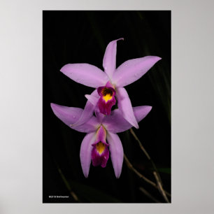 Laelia Anceps Poster