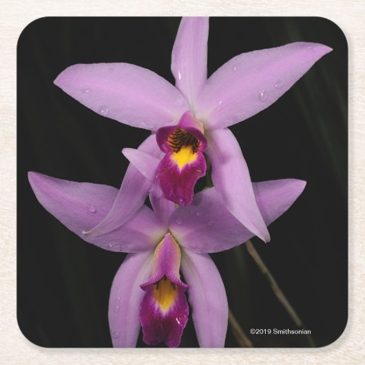 Laelia Anceps Rechteckiger Pappuntersetzer (Vorderseite)