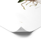 Laelia autumnalis von Augusta Innes Withers. Poster (Ecke)