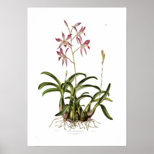 Laelia autumnalis von Augusta Innes Withers. Poster