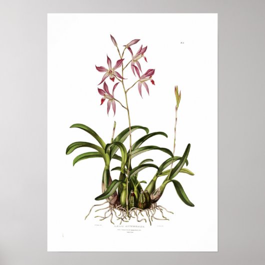 Laelia autumnalis von Augusta Innes Withers. Poster (Vorne)