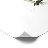 Laelia superbiens. poster (Ecke)