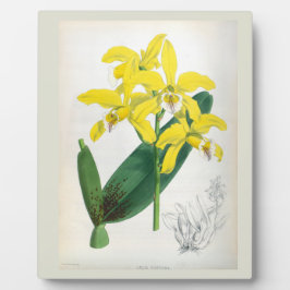 Laelia Xanthina Vintag Gelbe Lindenia Orchid Fotoplatte