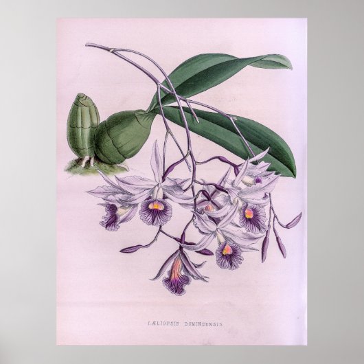Laeliopsis Domingensis Orchid Poster (Vorne)
