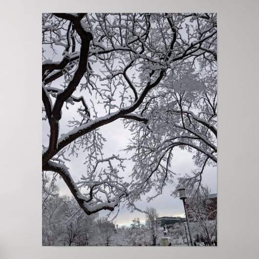 Lafayette Square, Schneebäume Poster (Vorne)