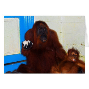 Lager Leakey Orang-Utan Mutter und Baby