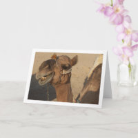 Laghing Camel