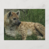 Laghing Hyenas Postcard Postkarte (Vorderseite)