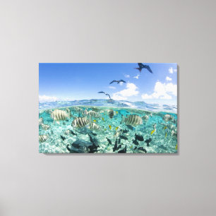 Lagoon Safari mit Stingrochen Leinwanddruck