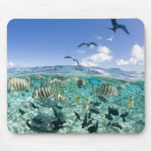 Lagoon Safari mit Stingrochen Mousepad