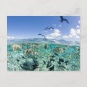 Lagoon Safari mit Stingrochen Postkarte (Vorderseite)