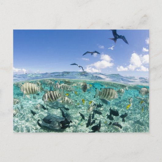 Lagoon Safari mit Stingrochen Postkarte (Vorderseite)