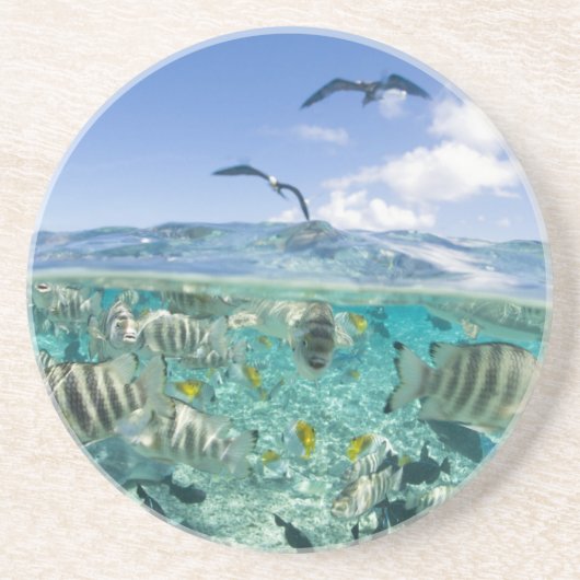 Lagoon Safari mit Stingrochen Sandstein Untersetzer (Vorne)