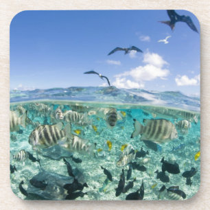 Lagoon Safari mit Stingrochen Untersetzer