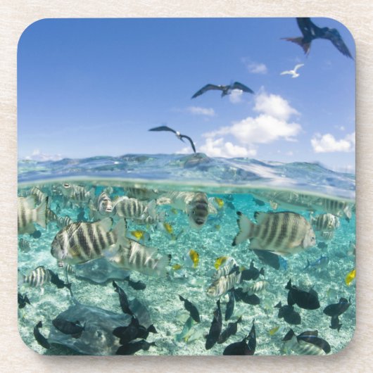 Lagoon Safari mit Stingrochen Untersetzer (Vorderseite)