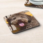 Lagotto Romagnolo auf einer Holzbank Getränkeuntersetzer (Linke Seite)