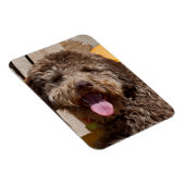 Lagotto Romagnolo auf einer Holzbank Magnet (Rechte Seite)