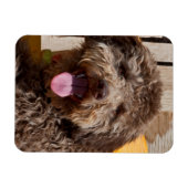 Lagotto Romagnolo auf einer Holzbank Magnet (Horizontal)