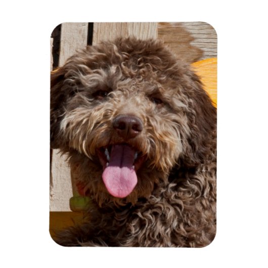 Lagotto Romagnolo auf einer Holzbank Magnet (Vertikal)