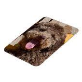 Lagotto Romagnolo auf einer Holzbank Magnet (Linke Seite)