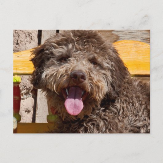 Lagotto Romagnolo auf einer Holzbank Postkarte (Vorderseite)
