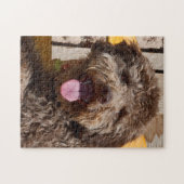 Lagotto Romagnolo auf einer Holzbank Puzzle (Horizontal)