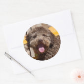 Lagotto Romagnolo auf einer Holzbank Runder Aufkleber (Umschlag)