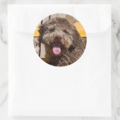 Lagotto Romagnolo auf einer Holzbank Runder Aufkleber (Tasche)