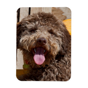 Lagotto Romagnolo, das auf einer hölzernen Bank Magnet