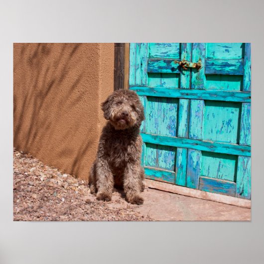 Lagotto Romagnolo durch eine blaue Tür Gewartet Poster (Vorne)