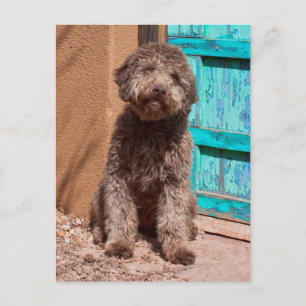 Lagotto Romagnolo durch eine blaue Tür Gewartet Postkarte