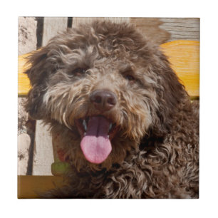 Lagotto Romagnolo liegt auf einer Holzbank Fliese