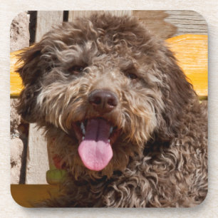 Lagotto Romagnolo liegt auf einer Holzbank Getränkeuntersetzer