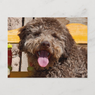 Lagotto Romagnolo liegt auf einer Holzbank Postkarte