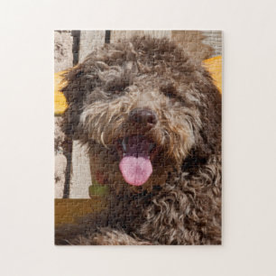 Lagotto Romagnolo liegt auf einer Holzbank Puzzle