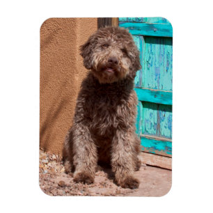 Lagotto Romagnolo wartet an einer blauen Tür Magnet