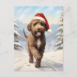 Lagotto Romagnolo Weihnachten