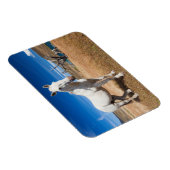Laguna Azul, Landschaft mit Pferden Magnet (Rechte Seite)