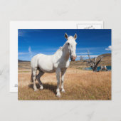 Laguna Azul, Landschaft mit Pferden Postkarte (Vorne/Hinten)