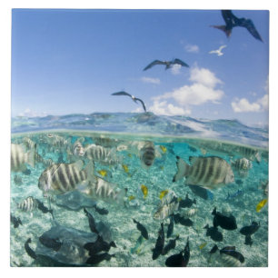 Lagunensafari-Tour mit Stachelrochen Fliese