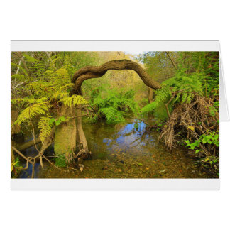 Lagunitas Nebenfluss