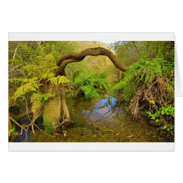 Lagunitas Nebenfluss (Vorderseite (Horizontal))