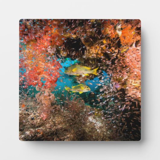 Laja Ampat Underwater 6 Fotoplatte (Vorderseite)
