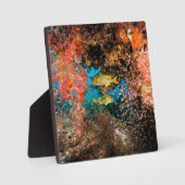 Laja Ampat Underwater 6 Fotoplatte (Vorderseite)