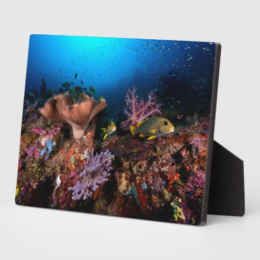 Laja Ampat Underwater Fotoplatte (Seite)