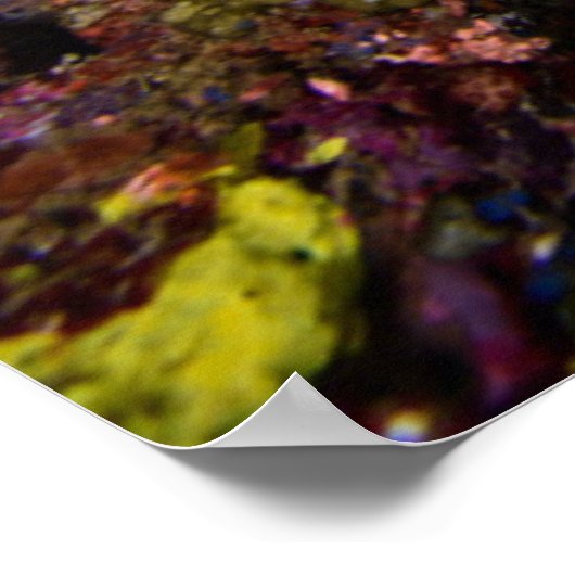 Laja Ampat Underwater Poster (Ecke)